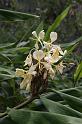 07 Yellow ginger  Hedychium flavescens
